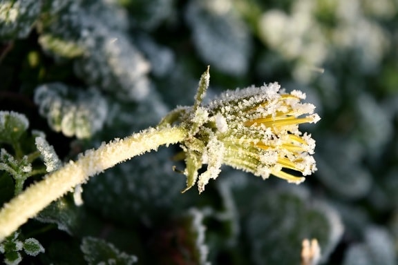 cold, dandelion, flower, frosty, ice crystal, wildflower, winter, plant, nature, outdoors
