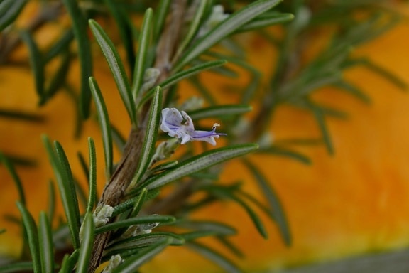 branches, twig, wildflower, rosemary, nature, plant, herb, leaf, tree, flora