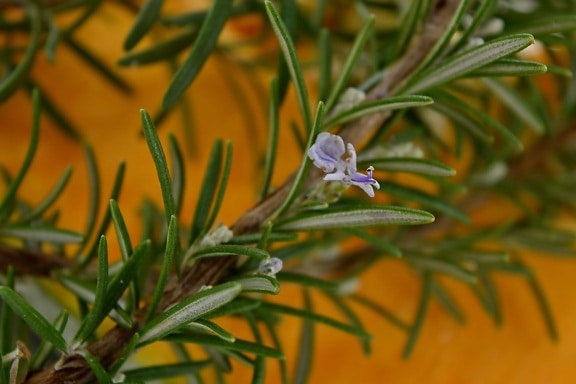 fragrance, rosemary, wildflower, herb, nature, plant, tree, branch, leaf, upclose