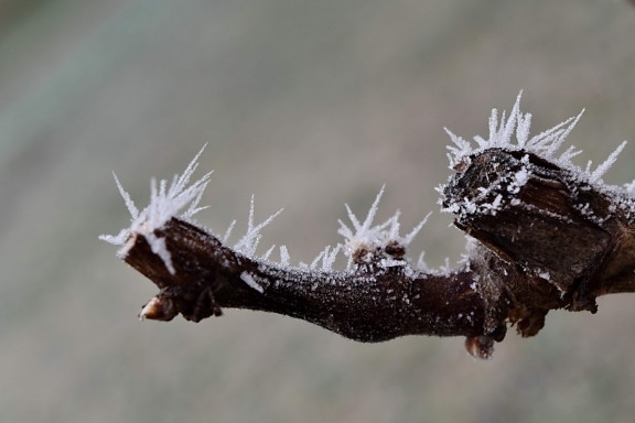 branch, frosty, ice crystal, vineyard, nature, frost, winter, insect, animal, larva