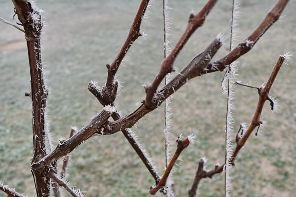 ramas, frío, escarcha, cristal de hielo, Viña, invierno, árbol, rama, naturaleza, madera