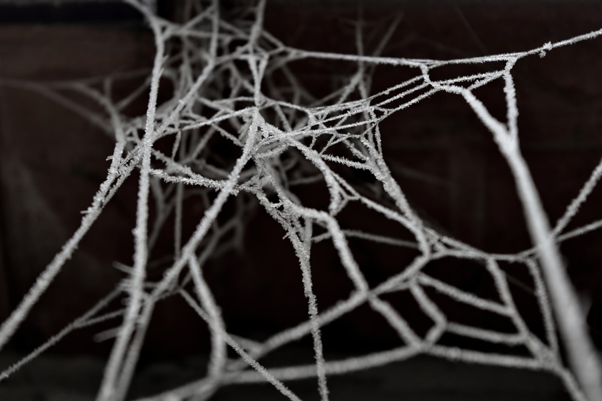 kalla, frost, nätverk, spindelnät, spindelnät, webben, fällan, spindelnät, vinter, fryst