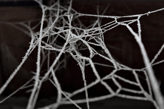 冷, 霜, ネットワーク, クモの巣, クモの巣, Web, トラップ, クモの巣, 冬, 冷凍