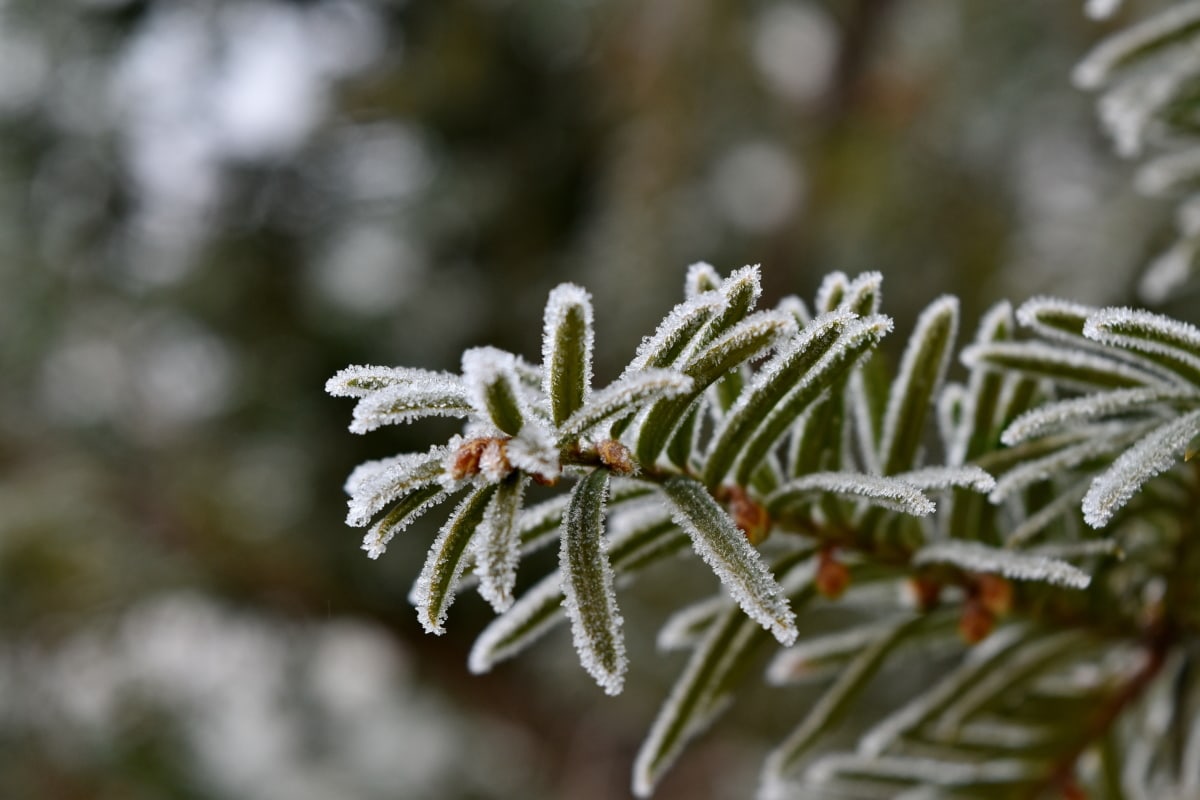 клонове, студено, иглолистни, замразяване, скреж, зелени листа, ледени кристали, природата, сняг, клон