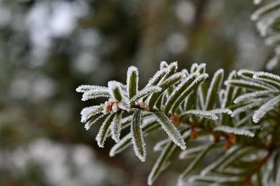 branches, cold, conifer, freeze, frost, green leaves, ice crystal, nature, snow, branch