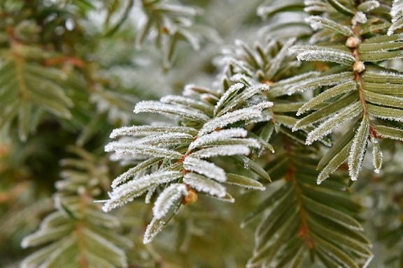 branches, conifer, freeze, frost, frozen, green leaves, nature, evergreen, winter, branch