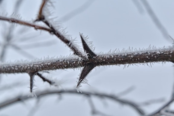 branches, cold, frozen, ice crystal, mist, thorn, twig, winter, snow, frost