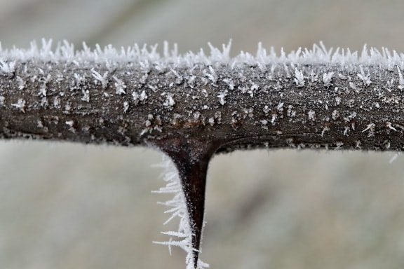 close-up, detail, frost, frozen, macro, thorn, larva, snow, organism, winter