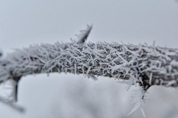foggy, frosty, frozen, snowstorm, twig, tree, crystal, weather, snow, ice