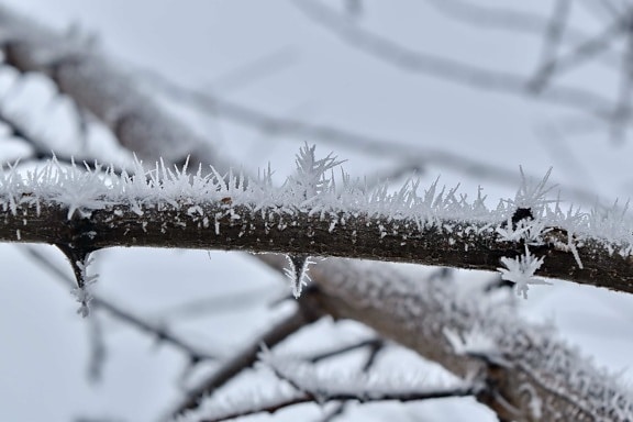 mistig, ijs-crystal, sneeuwvlokken, sneeuwstorm, twig, bevroren, vorstost, ijs, boom, weer