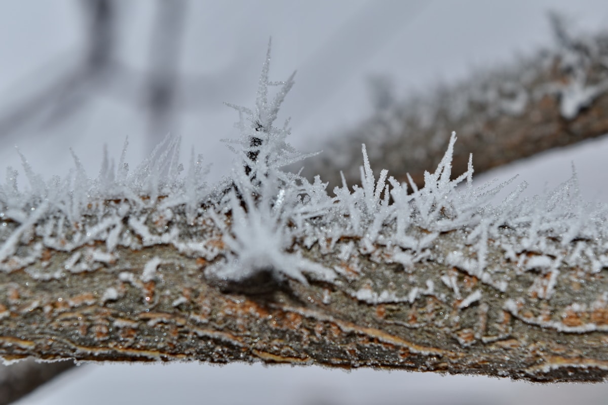 Ast, Frost, gefroren, Eiskristall, Schneeflocken, Eis, Natur, Winter, Struktur, Holz