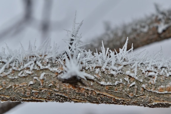 větev, mráz, zmrazené, ledového krystalu, sněhové vločky, led, příroda, zimní, strom, dřevo