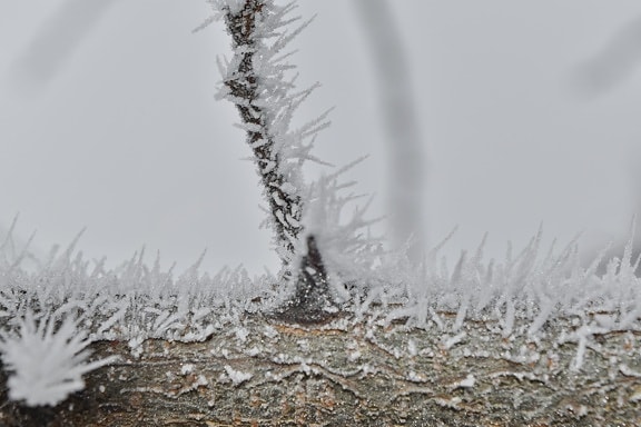 close-up, detail, freeze, frost, frozen, ice crystal, sharp, thorn, cold, forest
