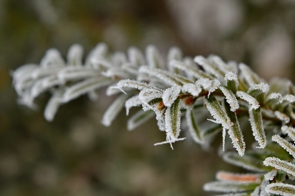 conifer, frost, frosty, frozen, white spruce, plant, winter, snow, herb, nature