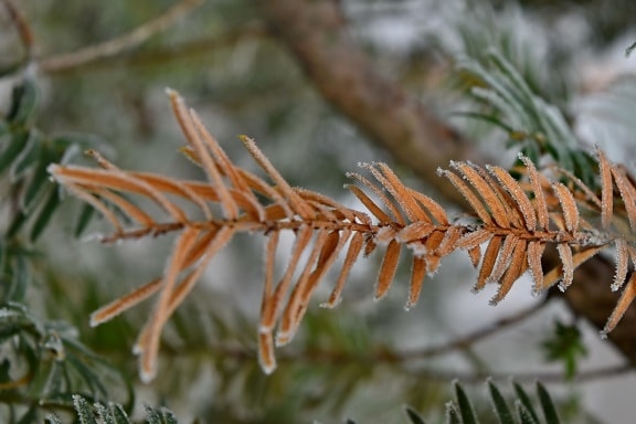 branches, dry, frost, frozen, tree, branch, outdoors, evergreen, winter, nature