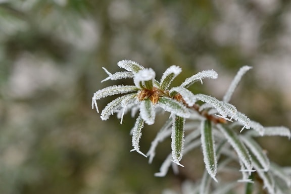 botanic, branch, conifer, frost, frozen, ice crystal, white spruce, snow, herb, plant