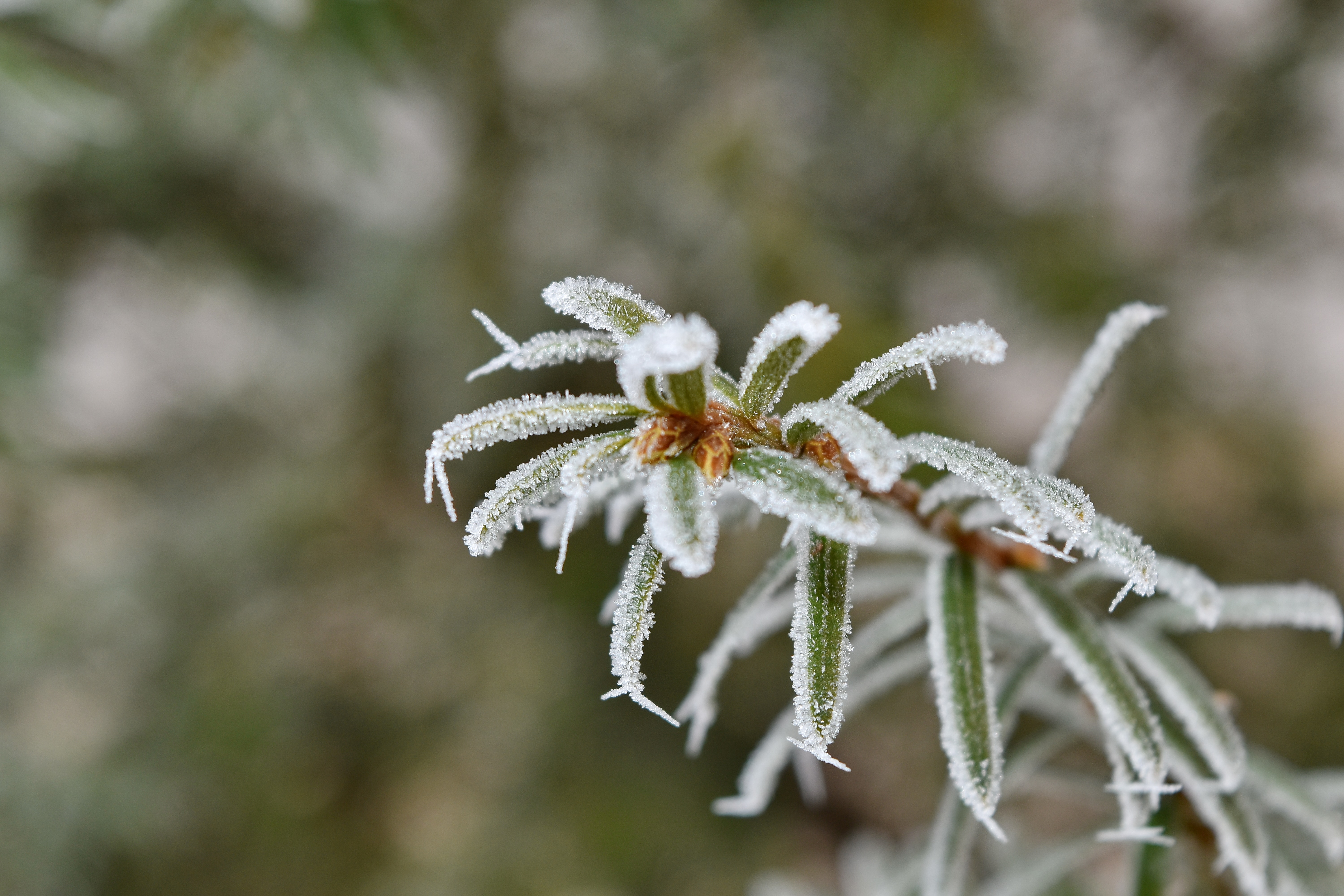 Морозы заморозки. Фициния 'Ice Crystal'. Брерия Снежная растение. Растение который зеленое до заморозков. Снежная трава в далеком плане.