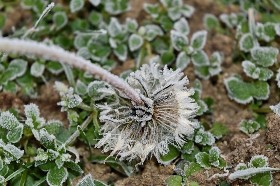 cold, dandelion, frost, frozen, green grass, nature, outdoors, flower, leaf, herb