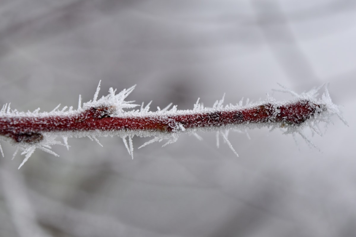 schönes Foto, Nebel, Frost, gefroren, Eiskristall, Zweig, Wetter, Schnee, Winter, Natur