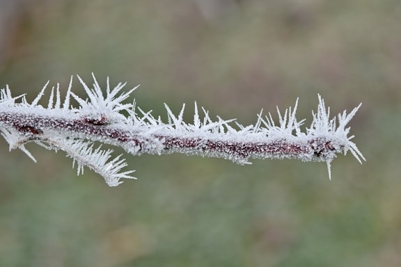 branch, close-up, frost, frozen, ice crystal, sharp, plant, nature, herb, winter