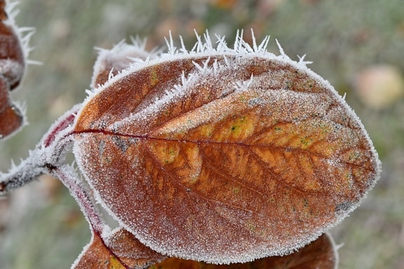 koude, vorstost, bevroren, ijs-crystal, gele bladeren, Winter, blad, boom, flora, natuur