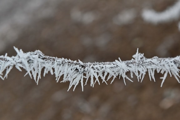 branch, cold, freeze, frost, horizontal, ice crystal, weather, winter, frozen, ice