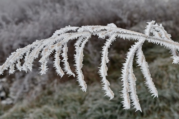 branch, dry, frosty, wildflower, cold, frozen, snow, plant, frost, winter