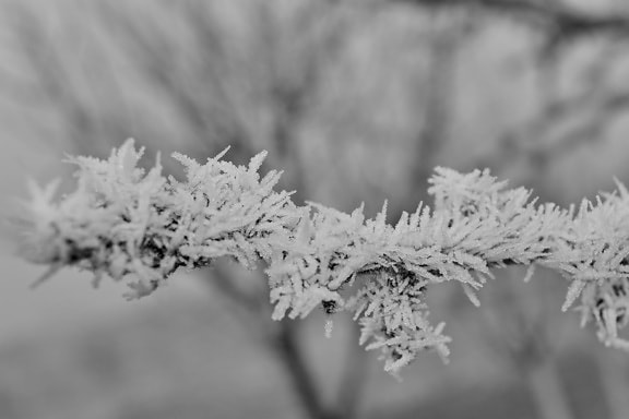 mlha, Frosty, zmrazené, sněhové vločky, větvička, zimní, příroda, bylina, strom, sníh