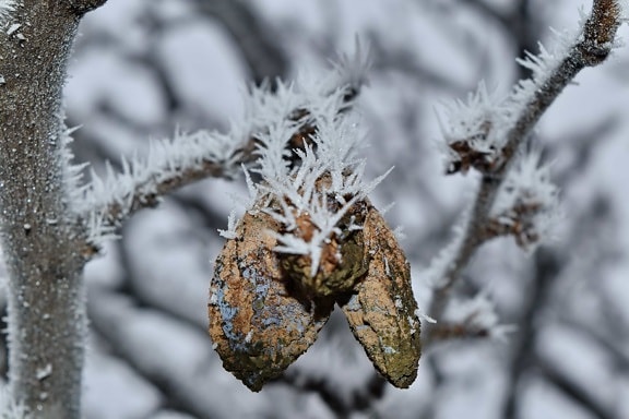 cold, dry, foggy, frozen, fruit, orchard, twig, winter, snow, frost