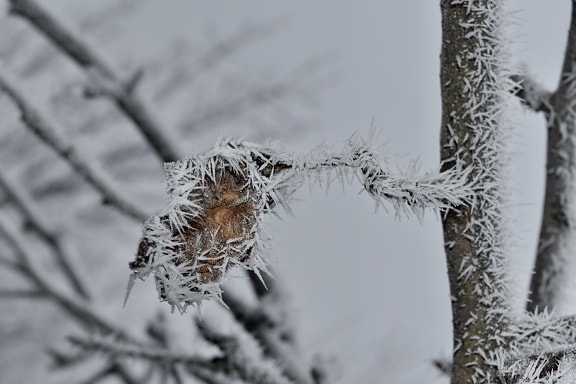 branch, brown, dry, frost, frosty, frozen, leaf, tree, winter, cold