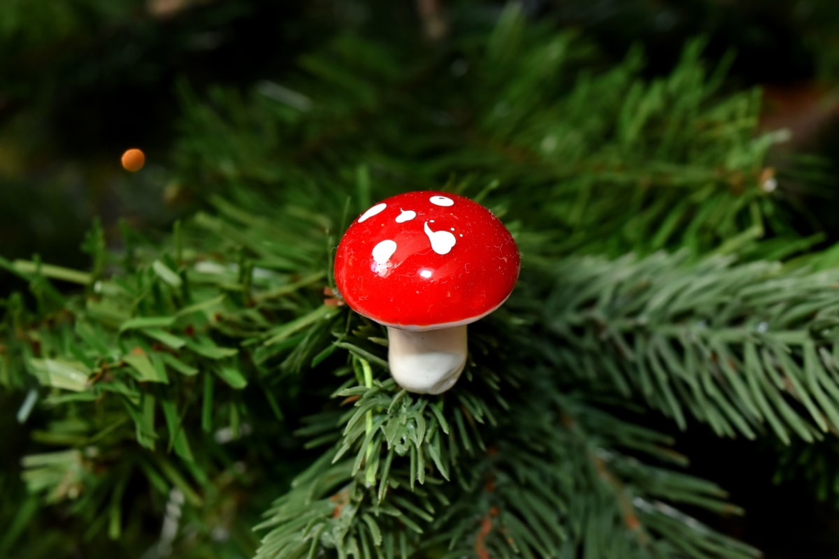 decorativos, detail, Natal, cogumelo, fungo, árvore, natureza, sempre verde, conífera, ao ar livre