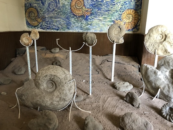 fossil, museum, snails, old, still life, ancient, indoors, bones, detail