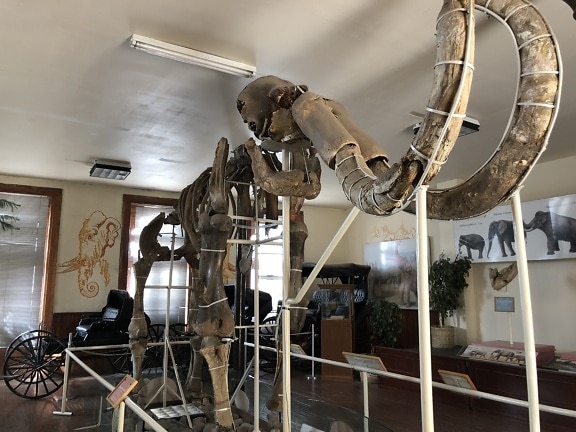 Knochen, Fossil, Elfenbein, Mammut, Museum, drinnen, Ausstellung, Branche, Wissenschaft, alt