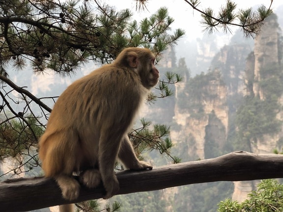 macaque, monkey, primate, tree, wildlife, wild, animal, nature, sit, wood