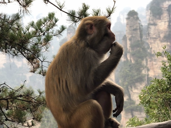 macaque, ape, naturlige habitat, stående, siden, villmark, dyreliv, treet, vill, primas