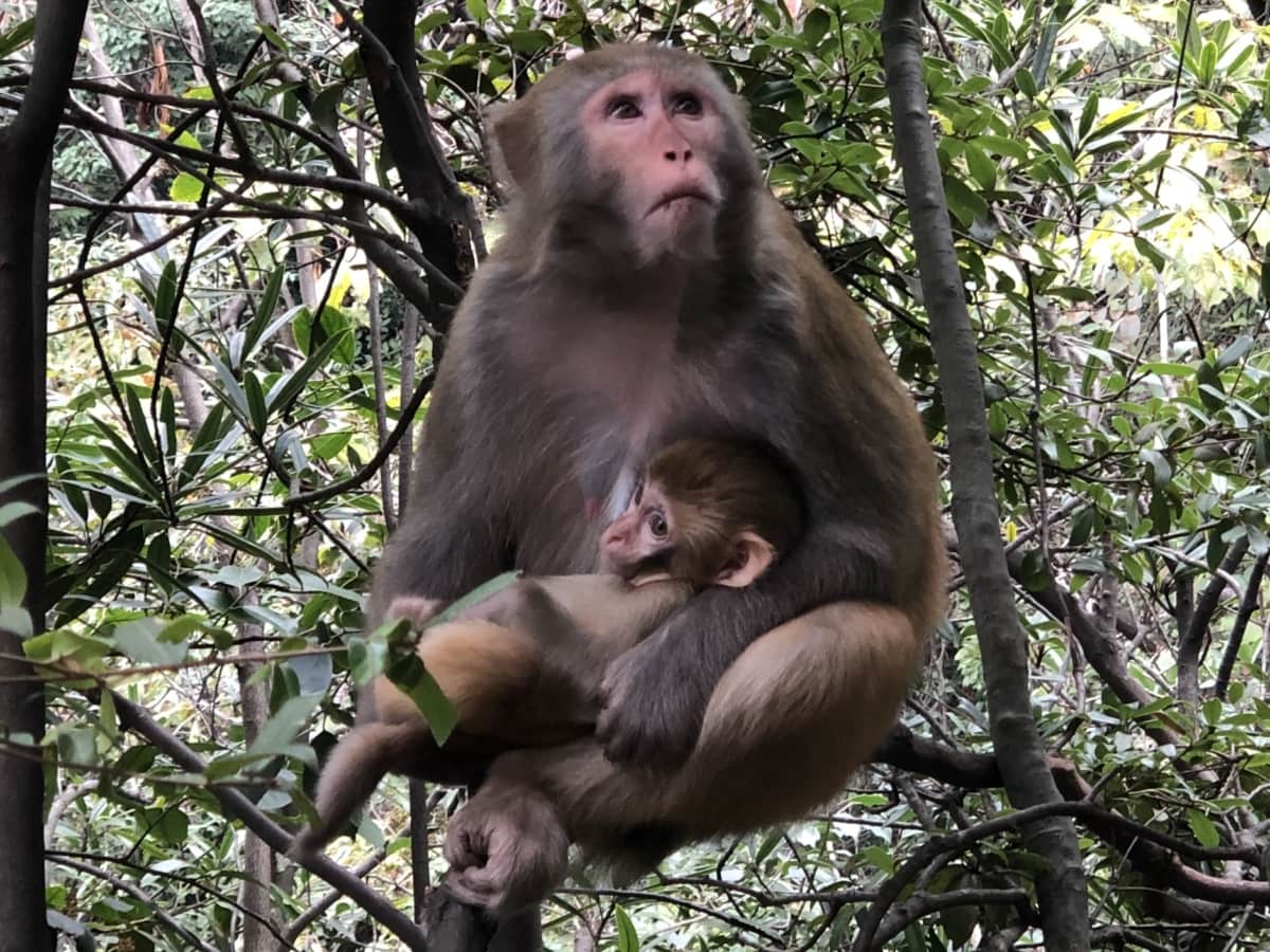 baby, macaque, primate, wild, tree, monkey, wildlife, nature, jungle, animal