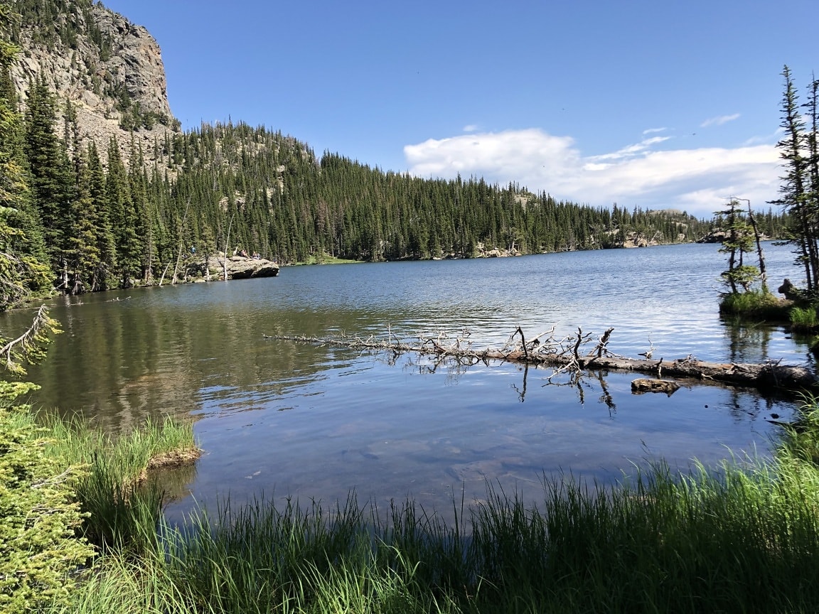 Free picture: grass, grassy, high tide, lakeside, trees, landscape ...