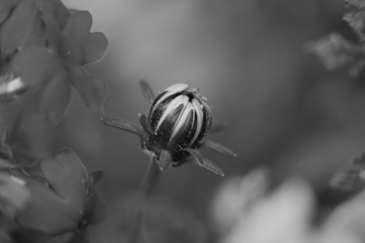 フリー写真画像 黒と白 花のつぼみ 自然 蜂 花 モノクロ フローラ 葉 アウトドア フォーカス