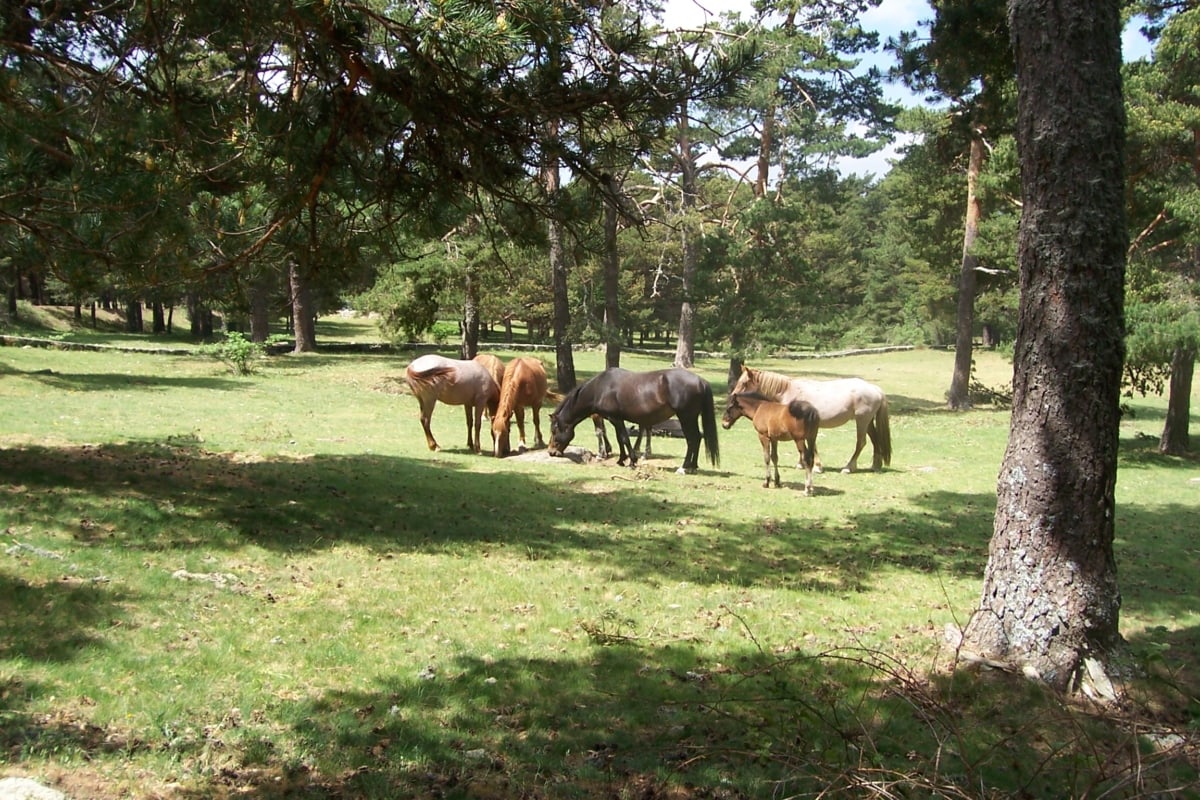 bos, begrazing, paarden, dieren in het wild, boerderij, weide, platteland, paard, gras, veld