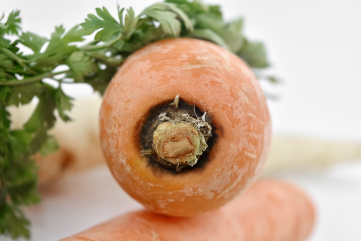 health, vegetable, food, carrot, diet, healthy, ingredients, delicious, parsley, nutrition