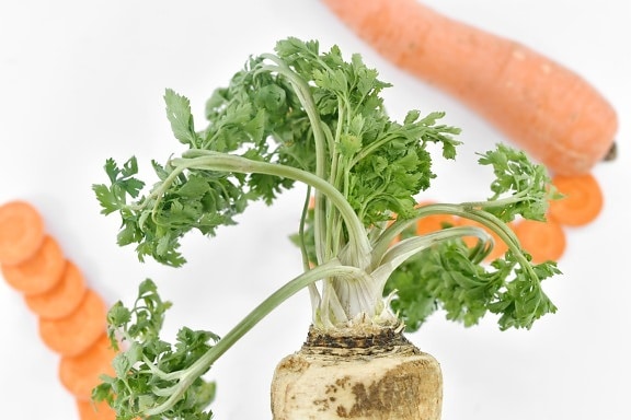 Karotte, grüne Blätter, Bio, Petersilie, Root, würzen, Essen, Gemüse, Kraut, Zutaten