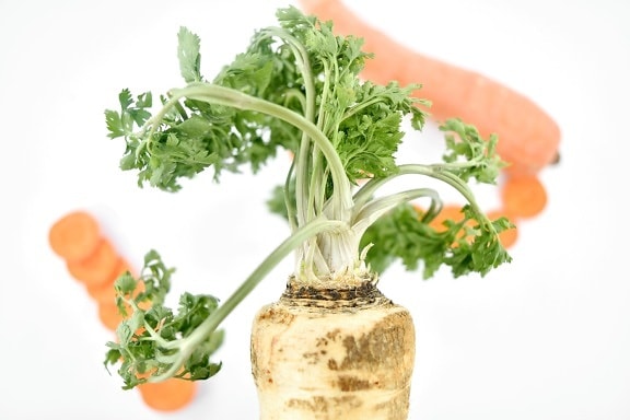 Antioxidans, Karotte, Bio, Petersilie, Wurzeln, gesund, Root, Salat, frisch, Essen