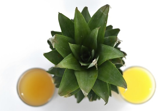 ángulo de, jugo de fruta, hojas verdes, punto de vista, piña, parte superior, planta, hoja, cactus, naturaleza