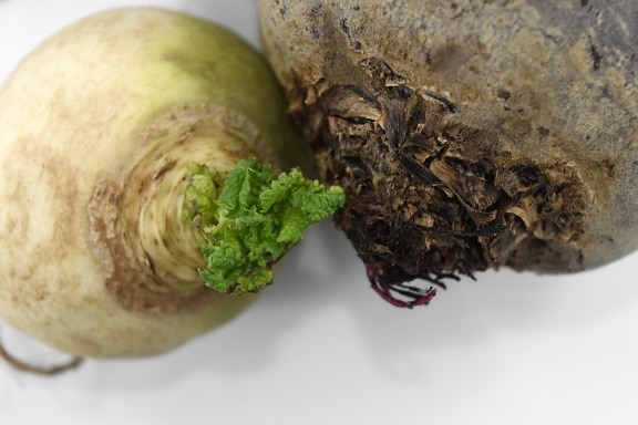 beetroot, cortex, culinary, radish, roots, turnip, vegetables, food, produce, nature