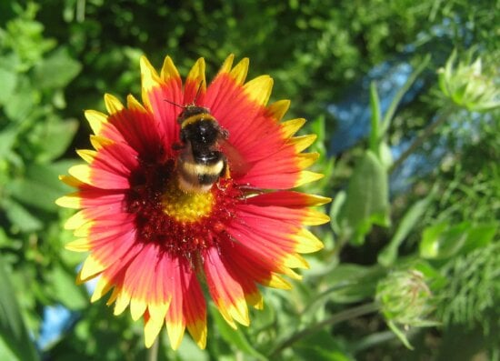 hewan, lebah, detail, Taman bunga, bunga, Hortikultura, serangga, nektar, jeruk kuning, penyerbukan