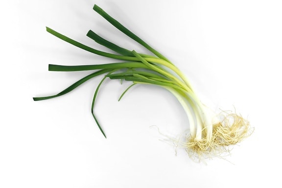 antibacterial, antioxidant, chives, green leaves, onion, roots, wild onion, leek, leaf, nature