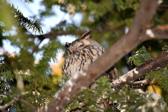 branches, great horned owl, owl, sleeping, trees, bird, beak, outdoors, vertebrate, wildlife