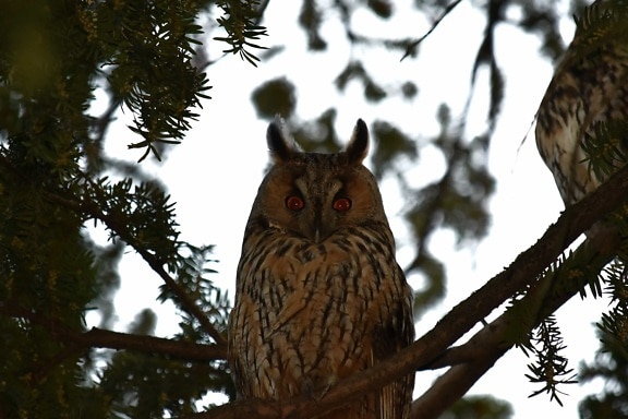 ear, eyes, great horned owl, owl, predator, raptor, bird, wildlife, tree, nature