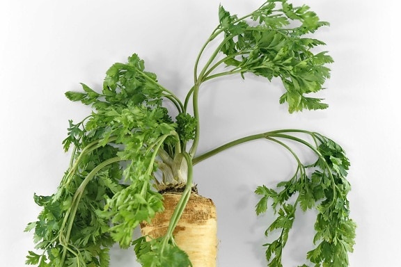 aromatic, green leaves, parsley, root, spice, vegetables, vitamin C, vitamins, herb, food