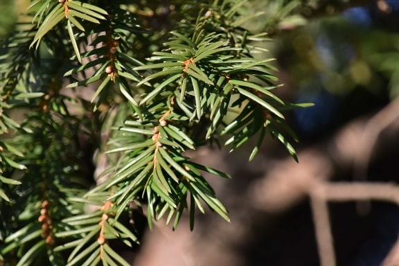 branches, conifers, tree, nature, pine, branch, evergreen, leaf, outdoors, wood